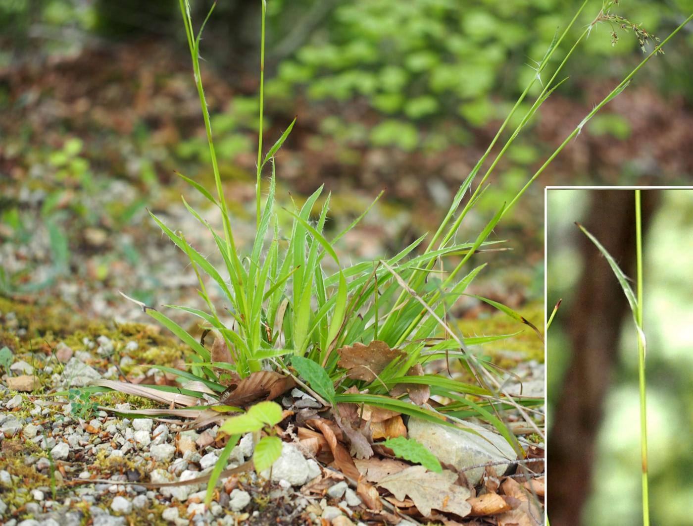 Woodrush, Greater leaf